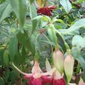 Picasa 2.7